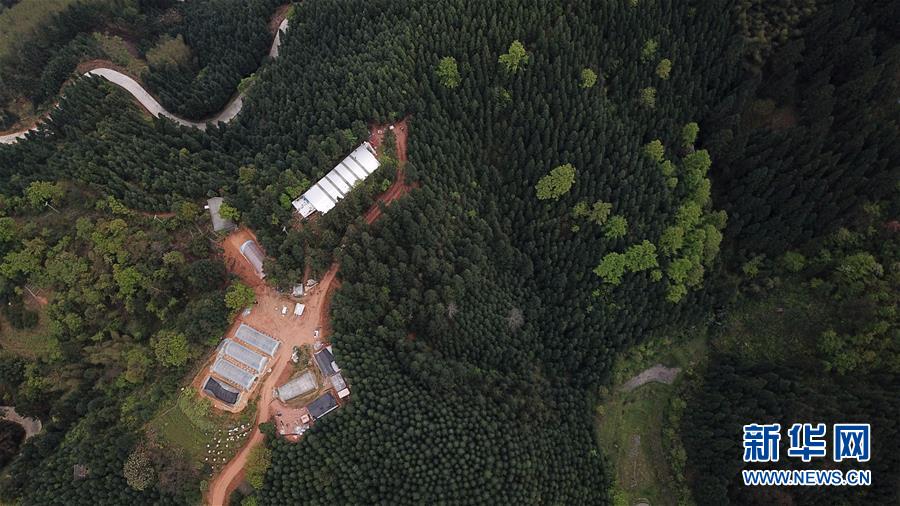 (決戰(zhàn)決勝脫貧攻堅·圖文互動)(3)“小蜂王”的大夢想