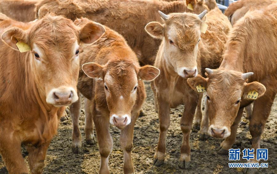 (決戰(zhàn)決勝脫貧攻堅(jiān)·圖文互動(dòng))(6)長白山下唱新篇——吉林延邊州脫貧攻堅(jiān)觀察