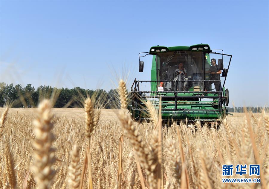 (關(guān)注三夏·圖文互動(dòng))(5)麥田“后浪”的農(nóng)事新說