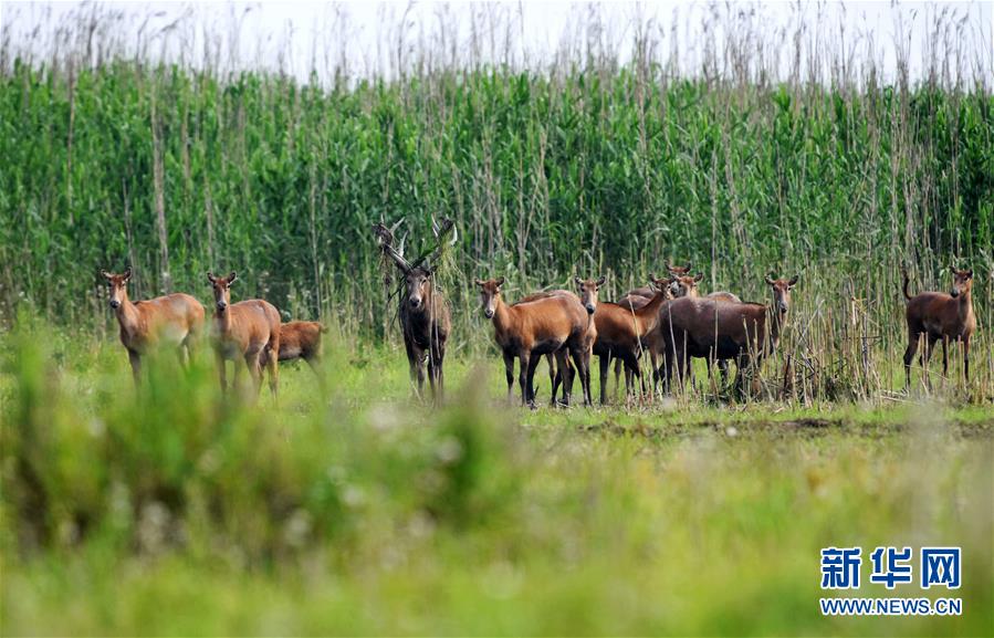 （新華全媒頭條&middot;圖文互動）（9）大湖新歌&mdash;&mdash;我國兩大淡水湖全面生態(tài)修復(fù)進行時