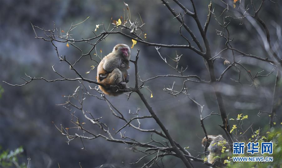 （新華全媒頭條&middot;圖文互動）（9）待到滿山紅葉時&mdash;&mdash;三峽重慶庫區(qū)踐行新發(fā)展理念面面觀