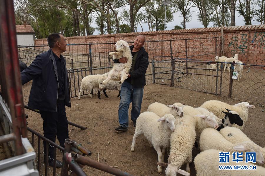 （決戰(zhàn)決勝脫貧攻堅(jiān)&middot;圖文互動(dòng)）（2）&ldquo;活羊經(jīng)紀(jì)人&rdquo;老白