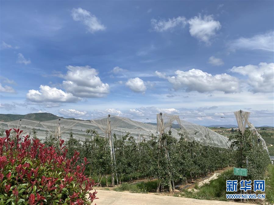 （決戰(zhàn)決勝脫貧攻堅&middot;圖文互動）（3）高原紅了，日子好了&mdash;&mdash;貴州海拔最高縣發(fā)展蘋果產(chǎn)業(yè)見聞