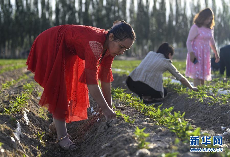 (圖文互動(dòng))(6)“沙漠高地”的美好家園