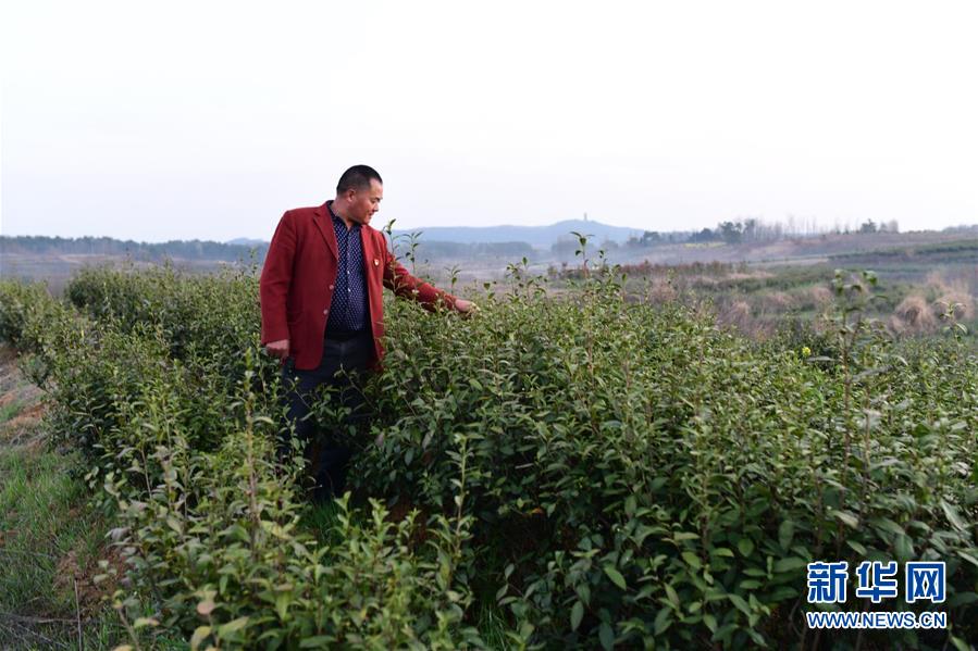 （決戰(zhàn)決勝脫貧攻堅(jiān)&middot;圖文互動(dòng)）（3）貧困戶(hù)老楊的人生&ldquo;三級(jí)跳&rdquo;