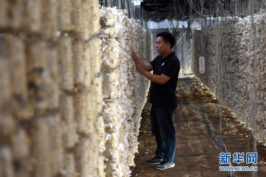  （新華全媒頭條&middot;圖文互動）（7）青春，在希望的田野上&mdash;&mdash;大別山區(qū)尋訪&ldquo;城歸&rdquo;大學(xué)畢業(yè)生
