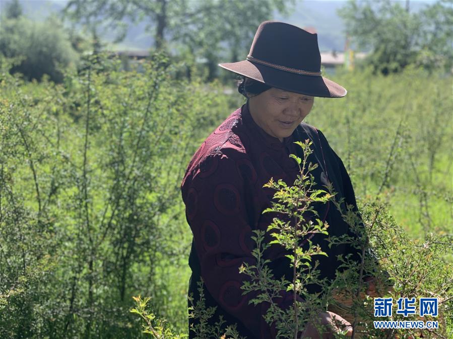 （圖文互動(dòng)）（1）高山下的&ldquo;扶貧藏雪茶&rdquo;