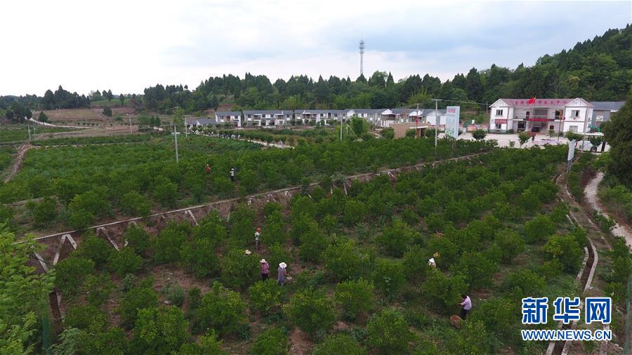 (新華全媒頭條·走向我們的小康生活·圖文互動)(11)奮斗繪就“新天府”——川蜀大地干群“戰(zhàn)貧”軌跡掃描
