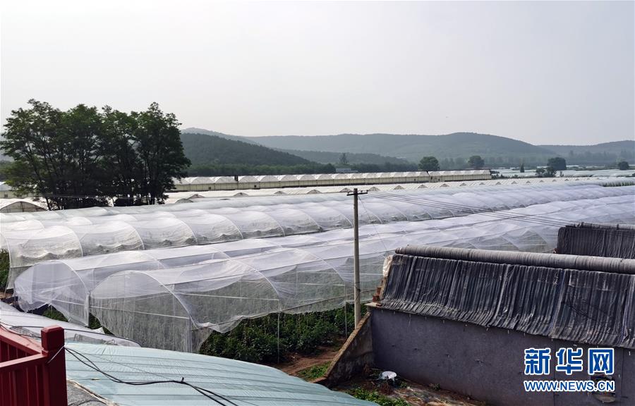 （決戰(zhàn)決勝脫貧攻堅&middot;圖文互動）（2）西紅柿小鎮(zhèn)的&ldquo;致富經(jīng)&rdquo;