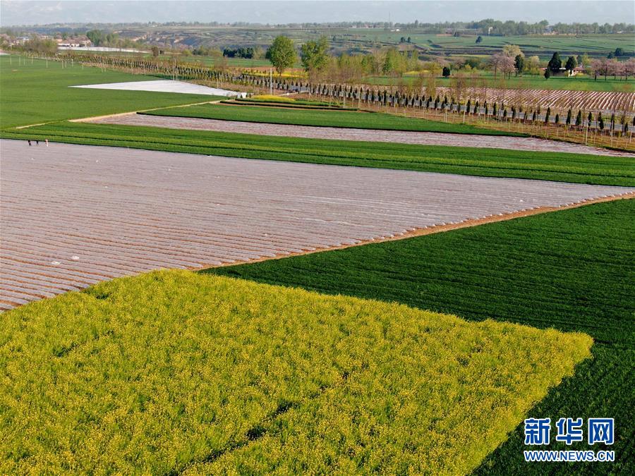 (在習(xí)近平新時(shí)代中國特色社會主義思想指引下——新時(shí)代新作為新篇章·習(xí)近平總書記關(guān)切事·圖文互動)(7)食為政首——穩(wěn)住農(nóng)業(yè)基本盤增添發(fā)展底氣