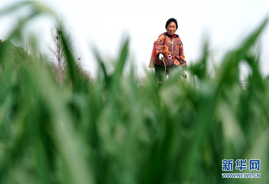 (在習(xí)近平新時(shí)代中國特色社會主義思想指引下——新時(shí)代新作為新篇章·習(xí)近平總書記關(guān)切事·圖文互動)(4)食為政首——穩(wěn)住農(nóng)業(yè)基本盤增添發(fā)展底氣