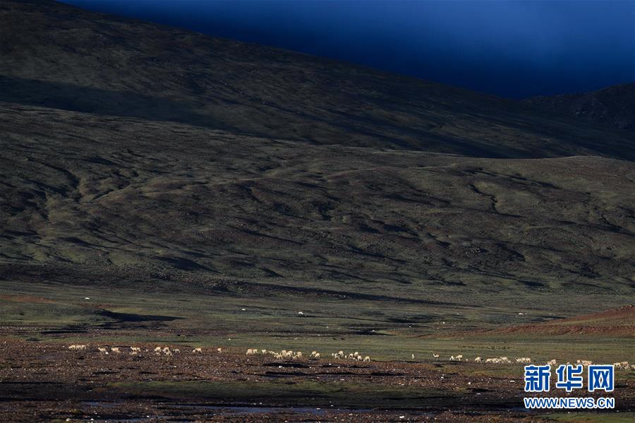 (圖文互動)(3)可可西里加強保護 十多年未聞盜獵槍聲