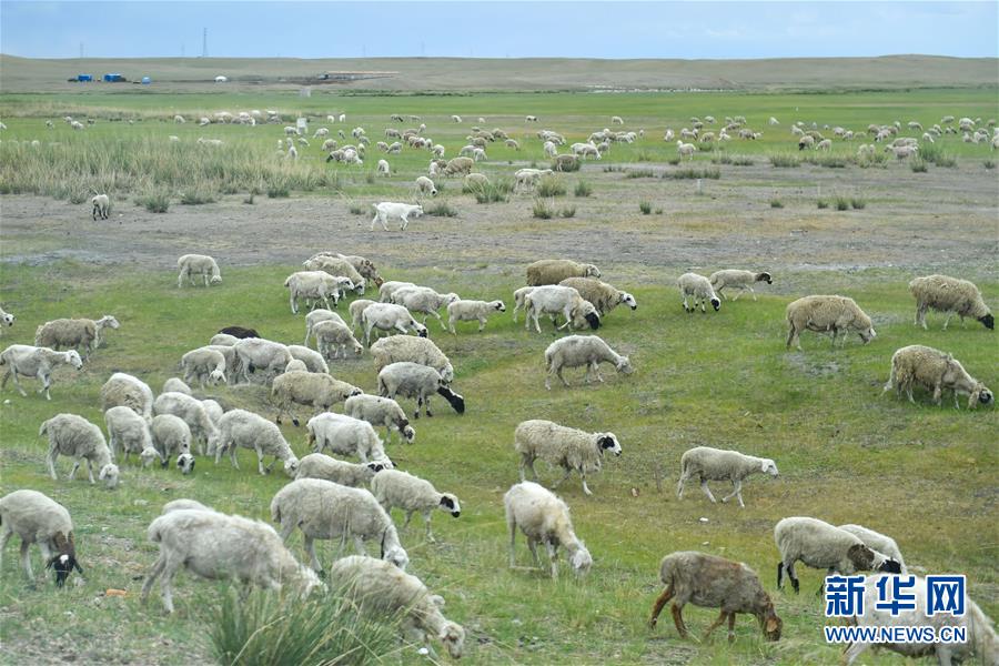 （走向我們的小康生活&middot;圖文互動(dòng)）（1）草原有了網(wǎng)，手機(jī)能放羊&mdash;&mdash;看呼倫貝爾大草原牧民生活變了樣 