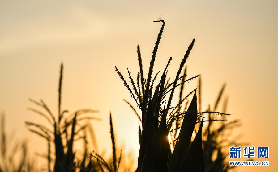 （在習近平新時代中國特色社會主義思想指引下&mdash;&mdash;新時代新作為新篇章&middot;習近平總書記關切事&middot;圖文互動）（1）為黑土加&ldquo;油&rdquo;&mdash;&mdash;&ldquo;耕地中的大熊貓&rdquo;，我們這樣保護