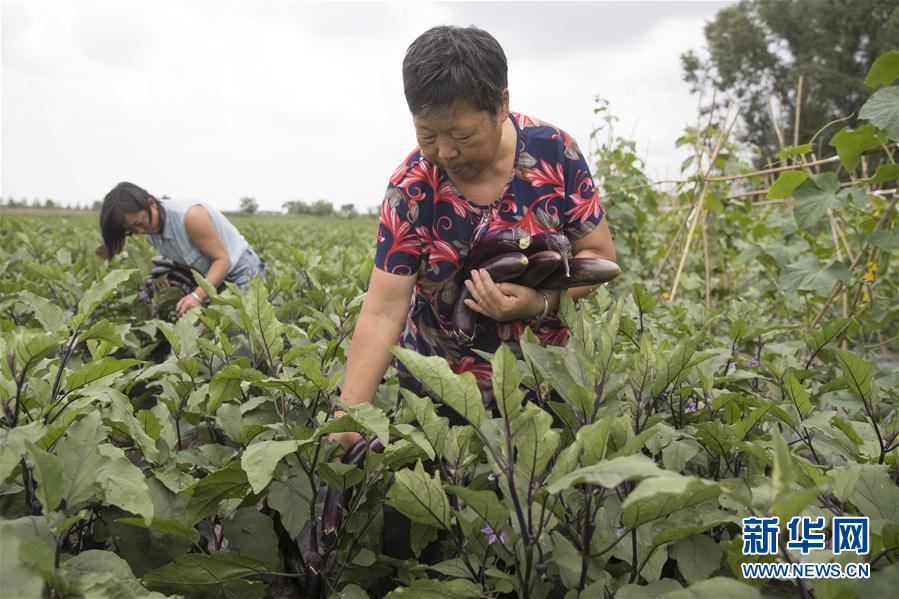 （決戰(zhàn)決勝脫貧攻堅(jiān)&middot;圖文互動(dòng)）（1）幸福村的幸福&ldquo;菜&rdquo;事