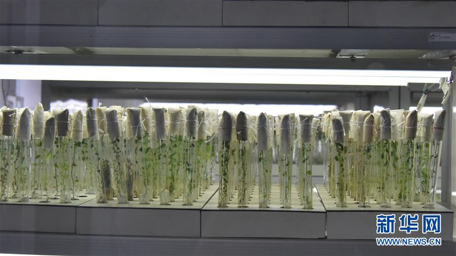 (決戰(zhàn)決勝脫貧攻堅·圖文互動)(1)“小土豆” 漸成增收大產(chǎn)業(yè)