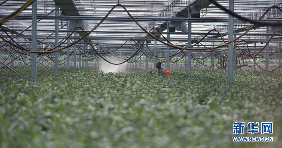 (決戰(zhàn)決勝脫貧攻堅·圖文互動)(3)“小土豆” 漸成增收大產(chǎn)業(yè)