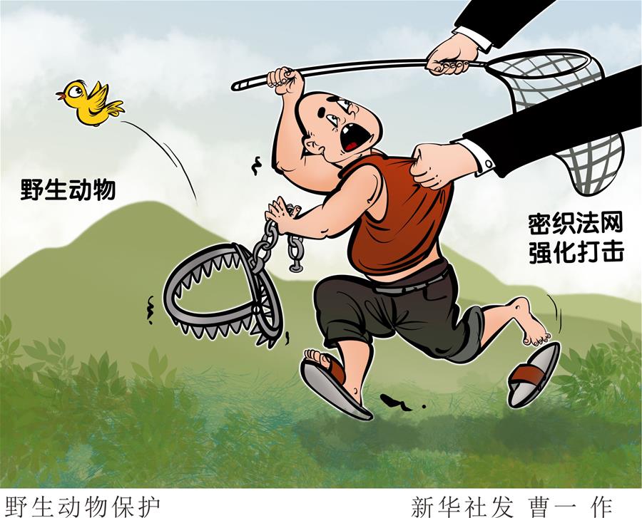 （圖表&middot;漫畫）［新華調(diào)查&middot;聚焦野生動物保護］野生動物保護