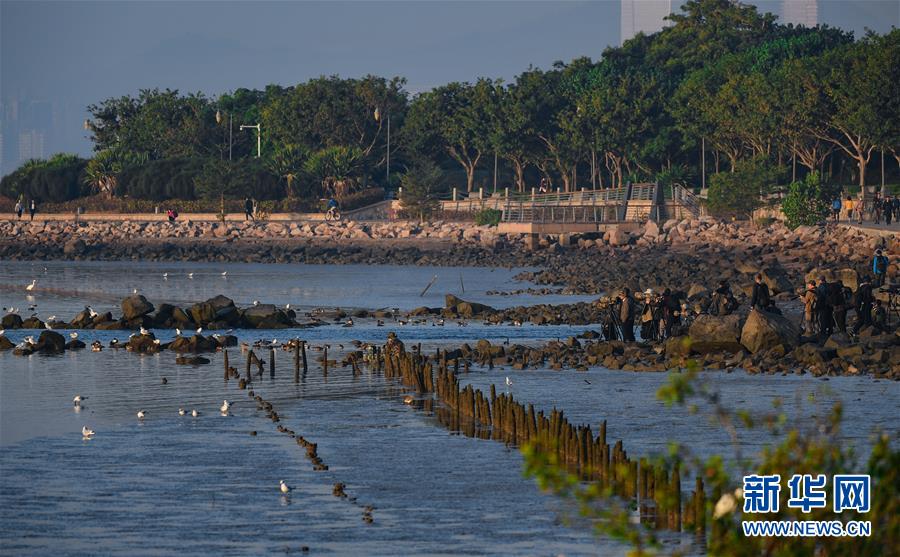 (新華全媒頭條·圖文互動(dòng))(11)鯤鵬展翅九萬里——深圳奮力跑好建設(shè)中國特色社會(huì)主義先行示范區(qū)“第一程”