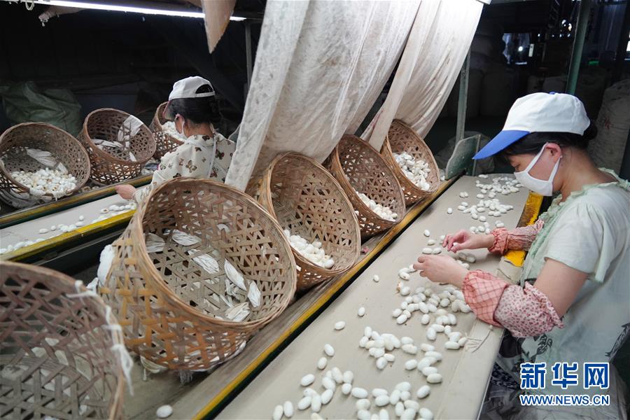 （走向我們的小康生活&middot;圖文互動(dòng)）（1）綠了青山，紅了日子&mdash;&mdash;秦巴山區(qū)群眾繪出小康&ldquo;調(diào)色板&rdquo;