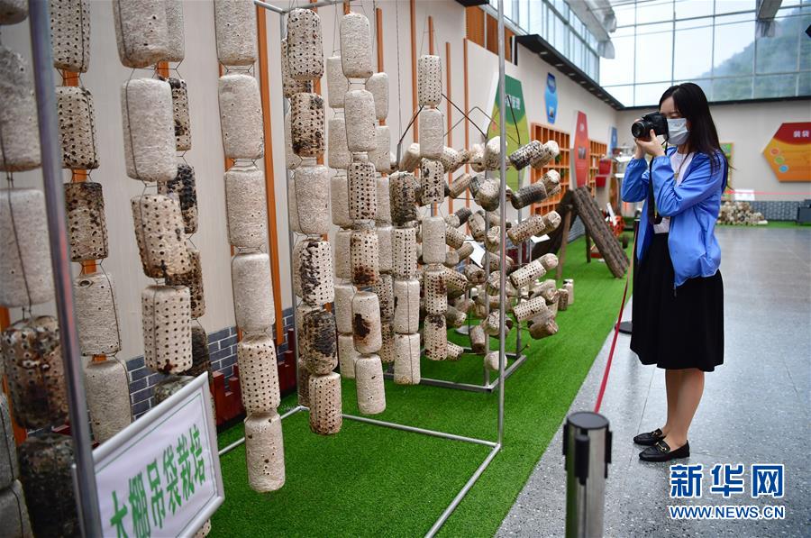 （走向我們的小康生活&middot;圖文互動(dòng)）（6）綠了青山，紅了日子&mdash;&mdash;秦巴山區(qū)群眾繪出小康&ldquo;調(diào)色板&rdquo;