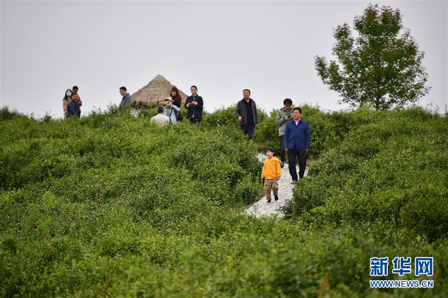 （走向我們的小康生活&middot;圖文互動(dòng)）（7）綠了青山，紅了日子&mdash;&mdash;秦巴山區(qū)群眾繪出小康&ldquo;調(diào)色板&rdquo;