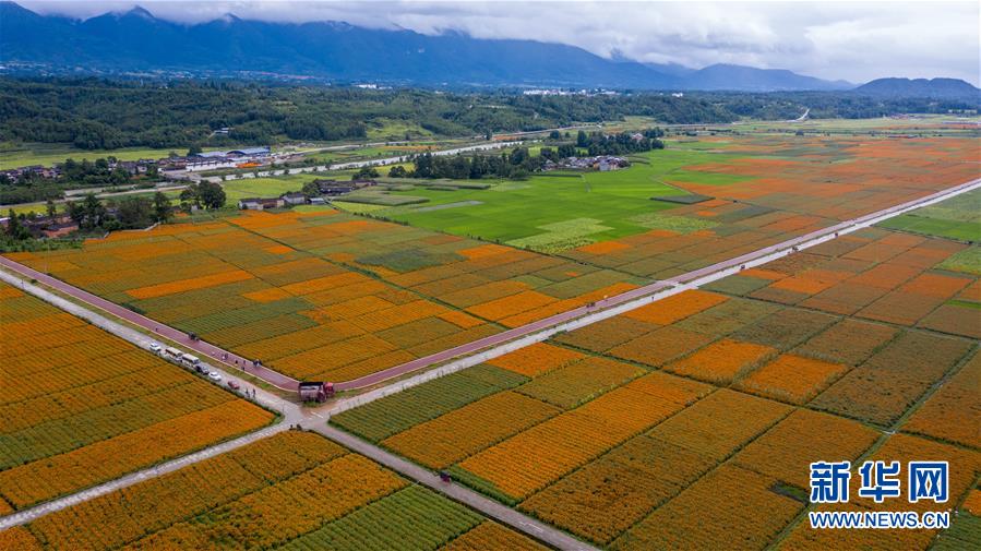 （圖文互動(dòng)）（1）幸?；ㄩ_&mdash;&mdash;高黎貢山下&ldquo;萬畝花海&rdquo;帶富美麗鄉(xiāng)村