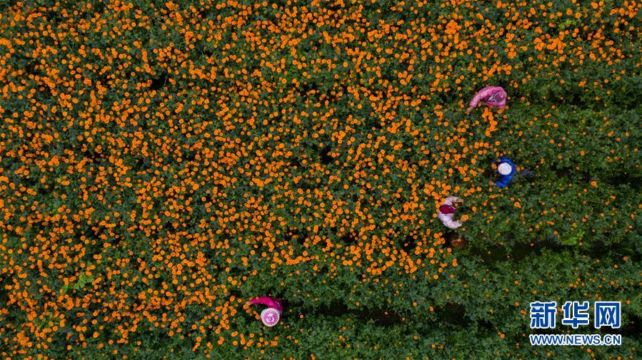 （圖文互動(dòng)）（2）幸?；ㄩ_&mdash;&mdash;高黎貢山下&ldquo;萬畝花海&rdquo;帶富美麗鄉(xiāng)村