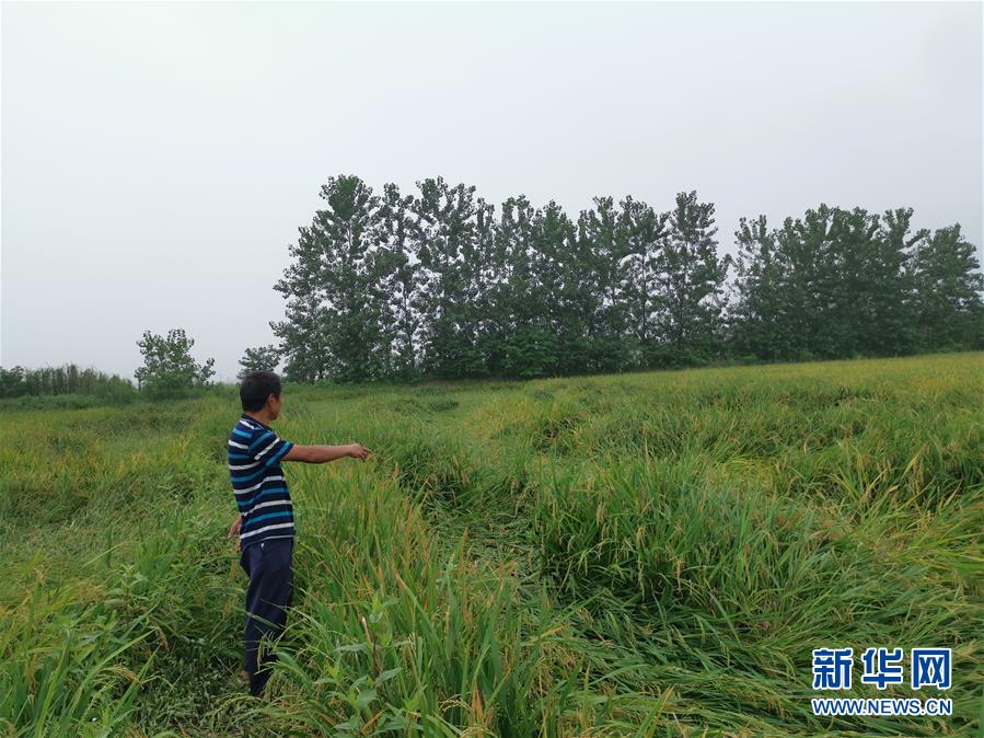 （新華視點(diǎn)&middot;聚焦餐桌外的浪費(fèi)&middot;圖文互動(dòng)）（2）顆粒歸倉(cāng)為何難實(shí)現(xiàn)？我國(guó)糧食收割環(huán)節(jié)損失驚人