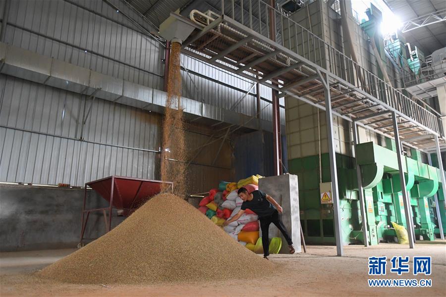 （新華視點(diǎn)&middot;聚焦餐桌外的浪費(fèi)&middot;圖文互動(dòng)）（1）農(nóng)戶儲(chǔ)糧損失達(dá)8%！設(shè)施普遍簡(jiǎn)陋，蟲害霉變堪憂