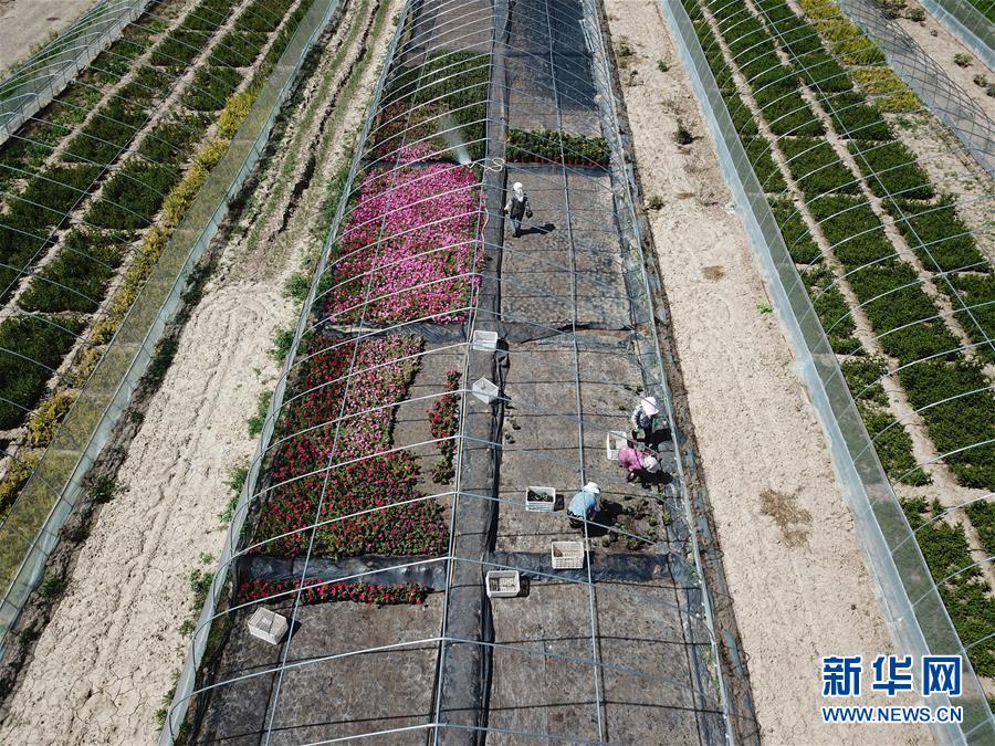 （新華全媒頭條&middot;走向我們的小康生活&middot;圖文互動(dòng)）（1）&ldquo;苦甲&rdquo;不再，&ldquo;甘味&rdquo;綿長&mdash;&mdash;脫貧攻堅(jiān)的甘肅味道