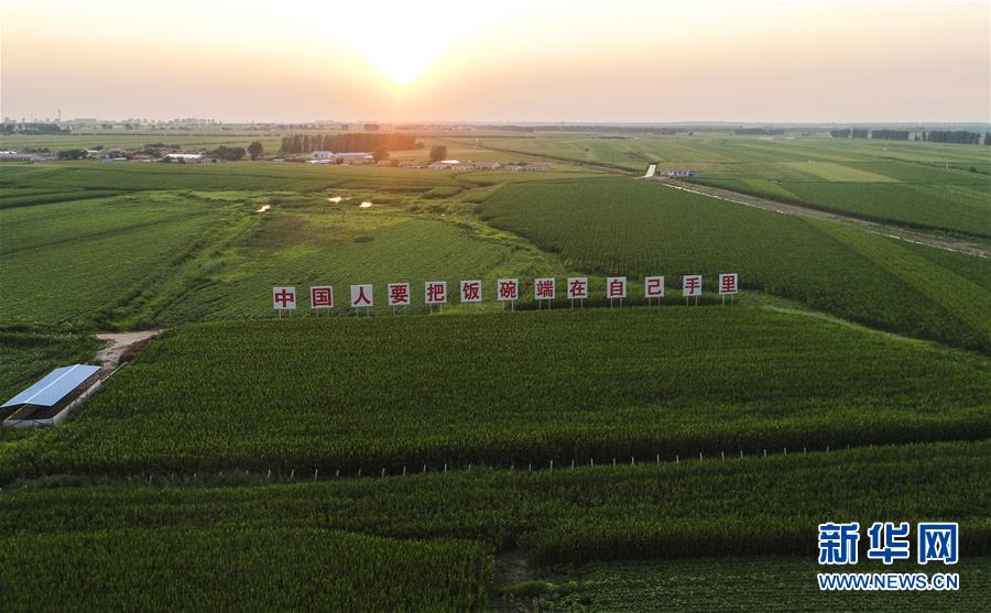 (新華全媒頭條·圖文互動(dòng))(6)為現(xiàn)代農(nóng)業(yè)探新路——來自吉林梨樹的田野報(bào)告