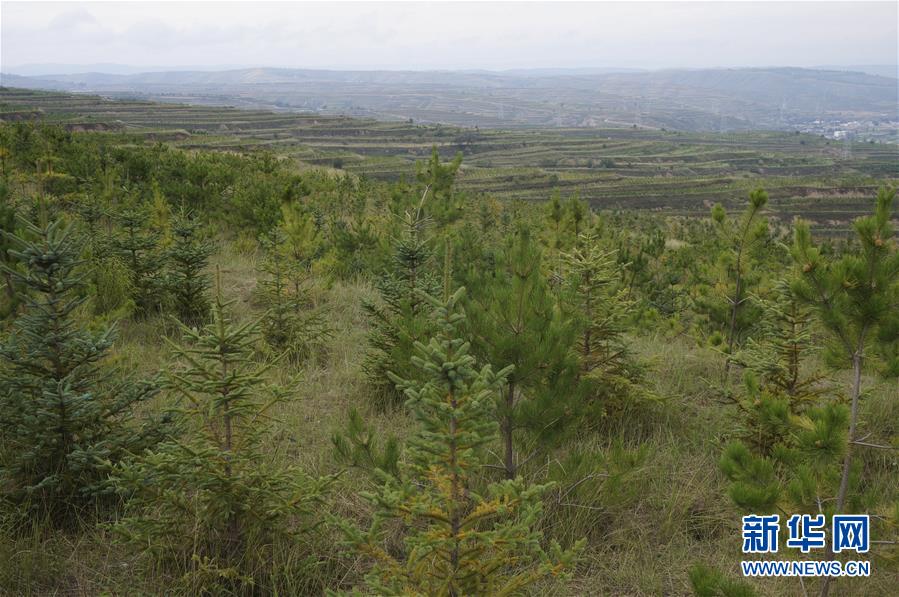 （決戰(zhàn)決勝脫貧攻堅&middot;圖文互動）（1）甘肅定西黃土高坡上，有片&ldquo;福州林&rdquo;
