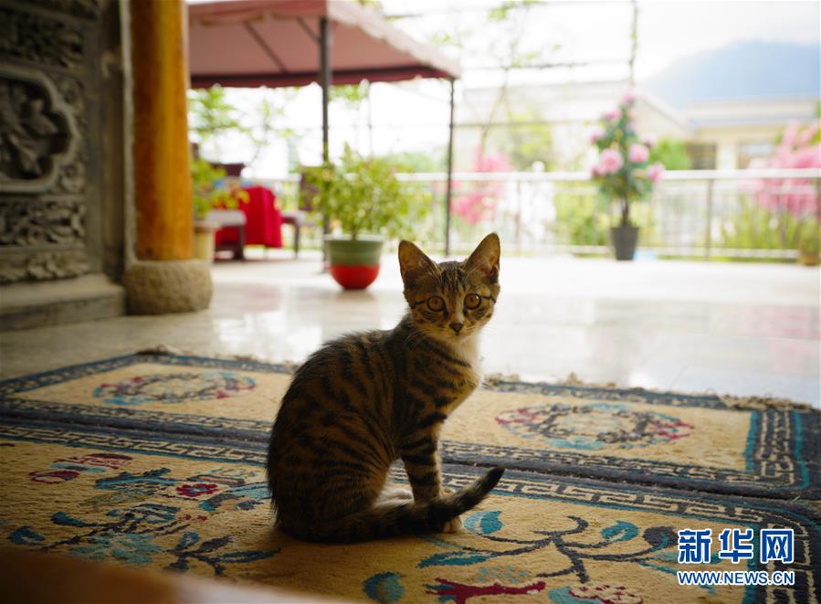 （走向我們的小康生活&middot;決戰(zhàn)決勝脫貧攻堅&middot;圖文互動）（3）甘青交界處的跨越&mdash;&mdash;保安族、撒拉族的脫貧故事