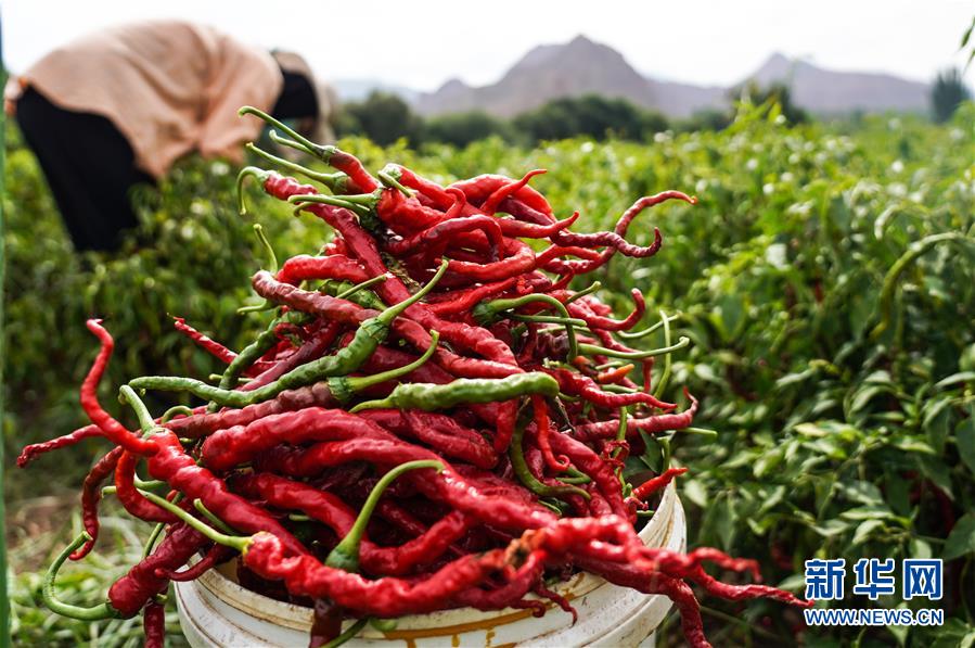 （走向我們的小康生活&middot;決戰(zhàn)決勝脫貧攻堅&middot;圖文互動）（8）甘青交界處的跨越&mdash;&mdash;保安族、撒拉族的脫貧故事 