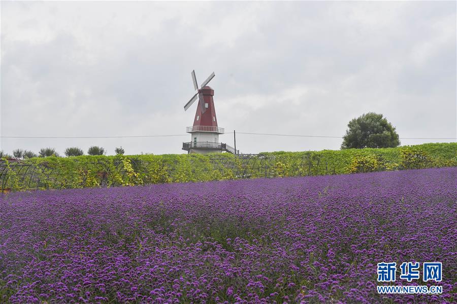 （新華全媒頭條&middot;走向我們的小康生活&middot;圖文互動）（6）黑土地上是我家&mdash;&mdash;在吉林，一瞥中國東北鄉(xiāng)村美麗未來