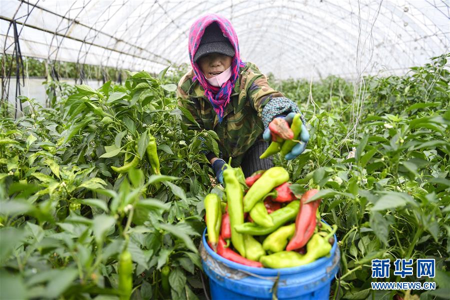 （新華全媒頭條&middot;走向我們的小康生活&middot;圖文互動）（10）黑土地上是我家&mdash;&mdash;在吉林，一瞥中國東北鄉(xiāng)村美麗未來