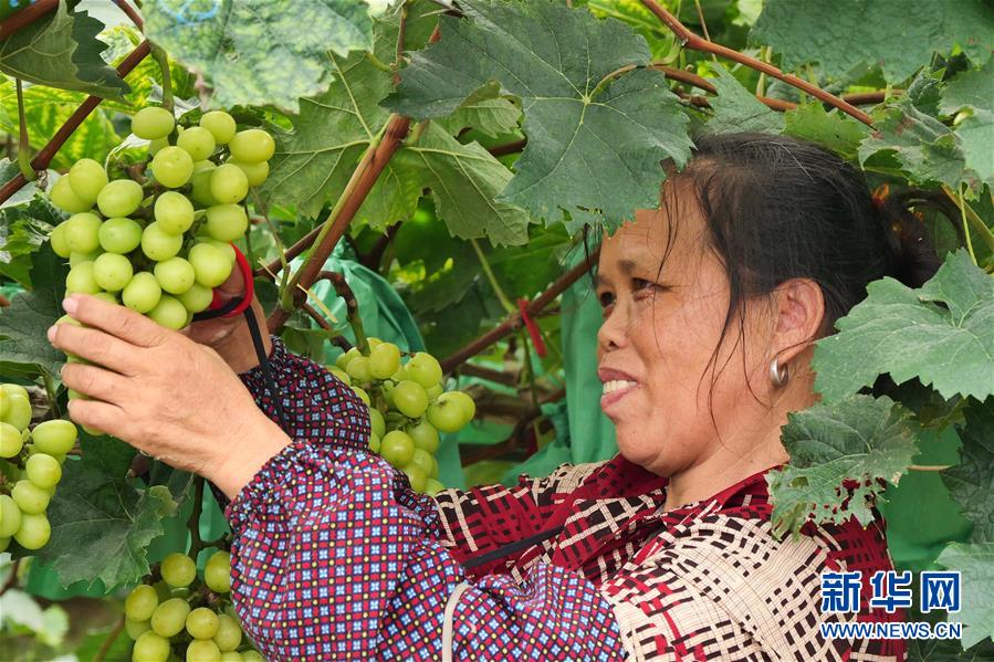 （決戰(zhàn)決勝脫貧攻堅&middot;圖文互動）（2）同飲一江水 攜手&ldquo;斬窮根&rdquo;&mdash;&mdash;深圳對口廣西河池、百色扶貧協(xié)作見聞