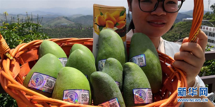 （決戰(zhàn)決勝脫貧攻堅&middot;圖文互動）（7）同飲一江水 攜手&ldquo;斬窮根&rdquo;&mdash;&mdash;深圳對口廣西河池、百色扶貧協(xié)作見聞