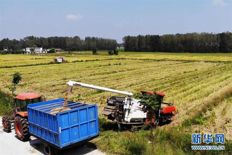 (新華全媒頭條·圖文互動)(9)天道酬勤的大地贊歌——寫在第三個中國農(nóng)民豐收節(jié)之際