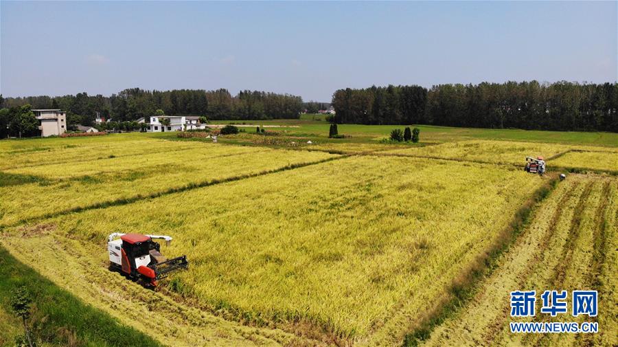 (新華全媒頭條·圖文互動)(11)天道酬勤的大地贊歌——寫在第三個中國農(nóng)民豐收節(jié)之際