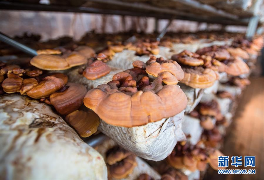 （新華全媒頭條&middot;走向我們的小康生活&middot;圖文互動）（4）特殊之年，荊楚大地書寫不平凡的答卷