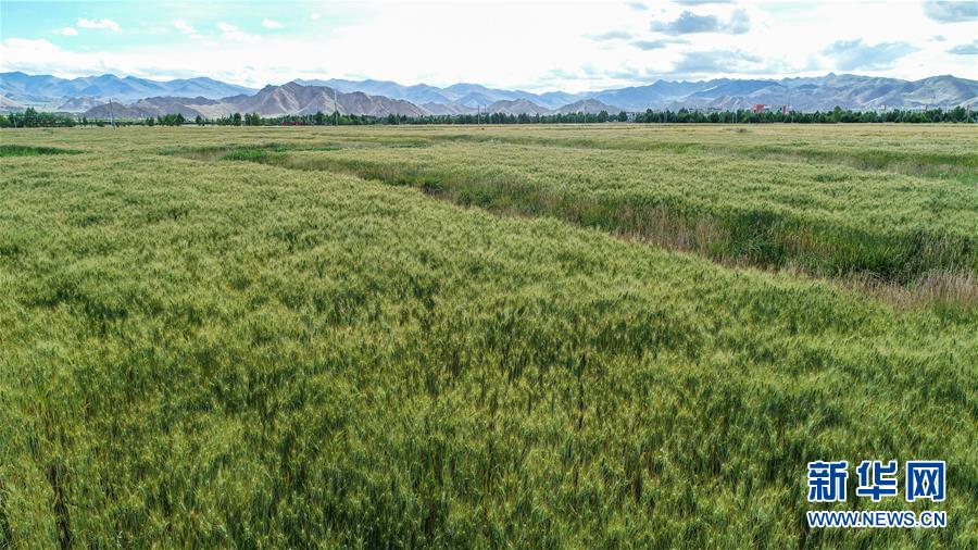 （走向我們的小康生活&middot;圖文互動(dòng)）（2）&ldquo;無煙村&rdquo;的新追求&mdash;&mdash;西藏新時(shí)代文明鄉(xiāng)村成長記