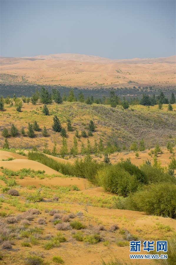 （在習(xí)近平新時(shí)代中國特色社會(huì)主義思想指引下&mdash;&mdash;新時(shí)代新作為新篇章&middot;習(xí)近平總書記關(guān)切事&middot;圖文互動(dòng)）（6）綠意，在黃沙中鋪展&mdash;&mdash;我國防沙治沙紀(jì)實(shí)