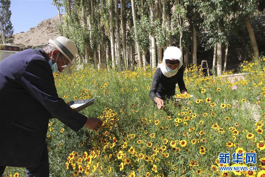 （決戰(zhàn)決勝脫貧攻堅&middot;圖文互動）（1）帕米爾高原盛開&ldquo;富民花&rdquo;