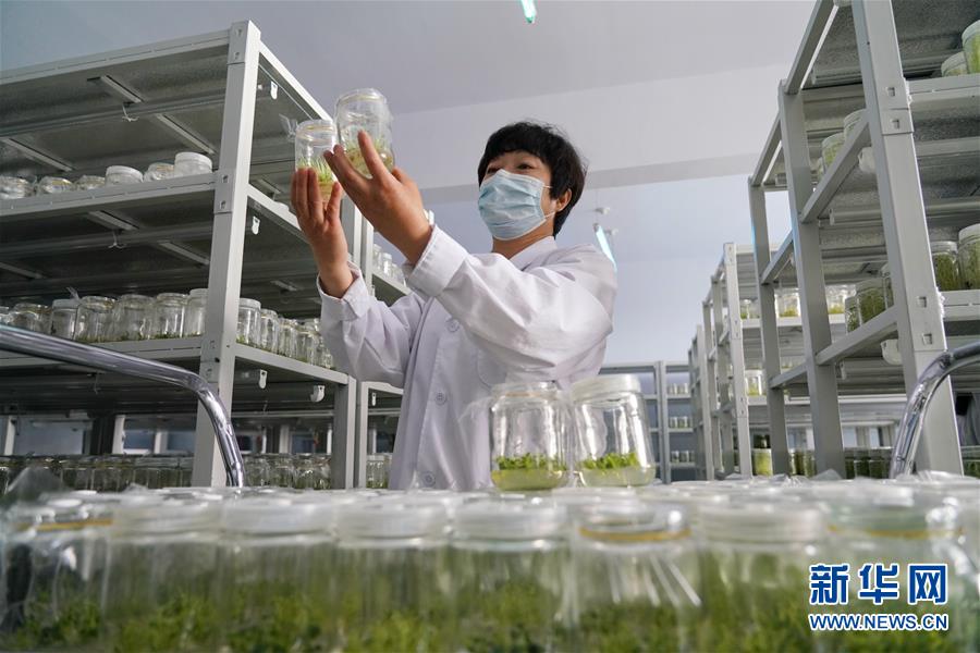 (集中連片特困地區(qū)貧困村調(diào)研行·圖文互動)(2)壩上小村莊 闊步奔小康——河北張北縣德勝村脫貧調(diào)查