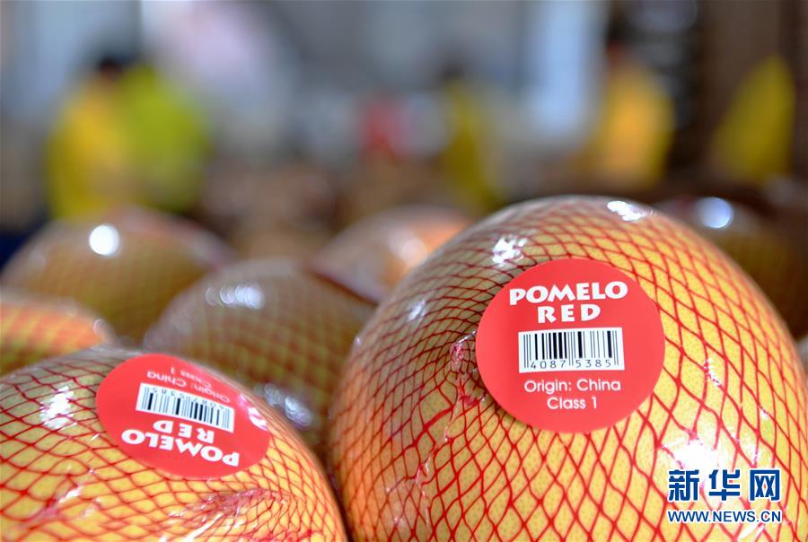 (圖文互動(dòng))(3)“中國(guó)柚都”的脫貧“蜜”碼