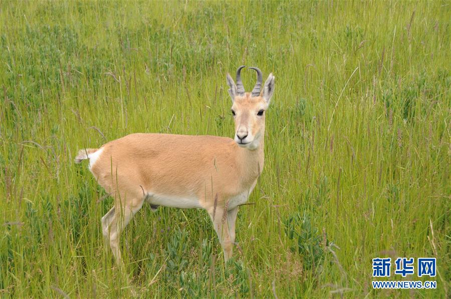（新華全媒頭條&middot;圖文互動）（11）大湖見證 &mdash;&mdash;持續(xù)保護(hù)讓青海湖生態(tài)華麗&ldquo;蝶變&rdquo;