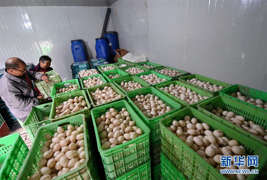 (決戰(zhàn)決勝脫貧攻堅(jiān)·圖文互動(dòng))(7)17代人追逐的夢(mèng)想實(shí)現(xiàn)了——記冀南平原劉秋口村變遷