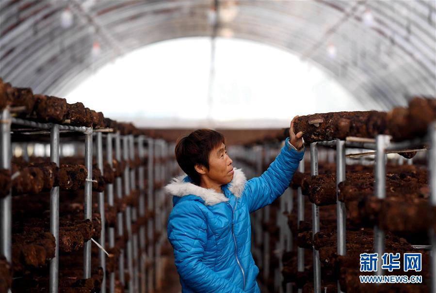 (決戰(zhàn)決勝脫貧攻堅(jiān)·圖文互動(dòng))(8)17代人追逐的夢(mèng)想實(shí)現(xiàn)了——記冀南平原劉秋口村變遷